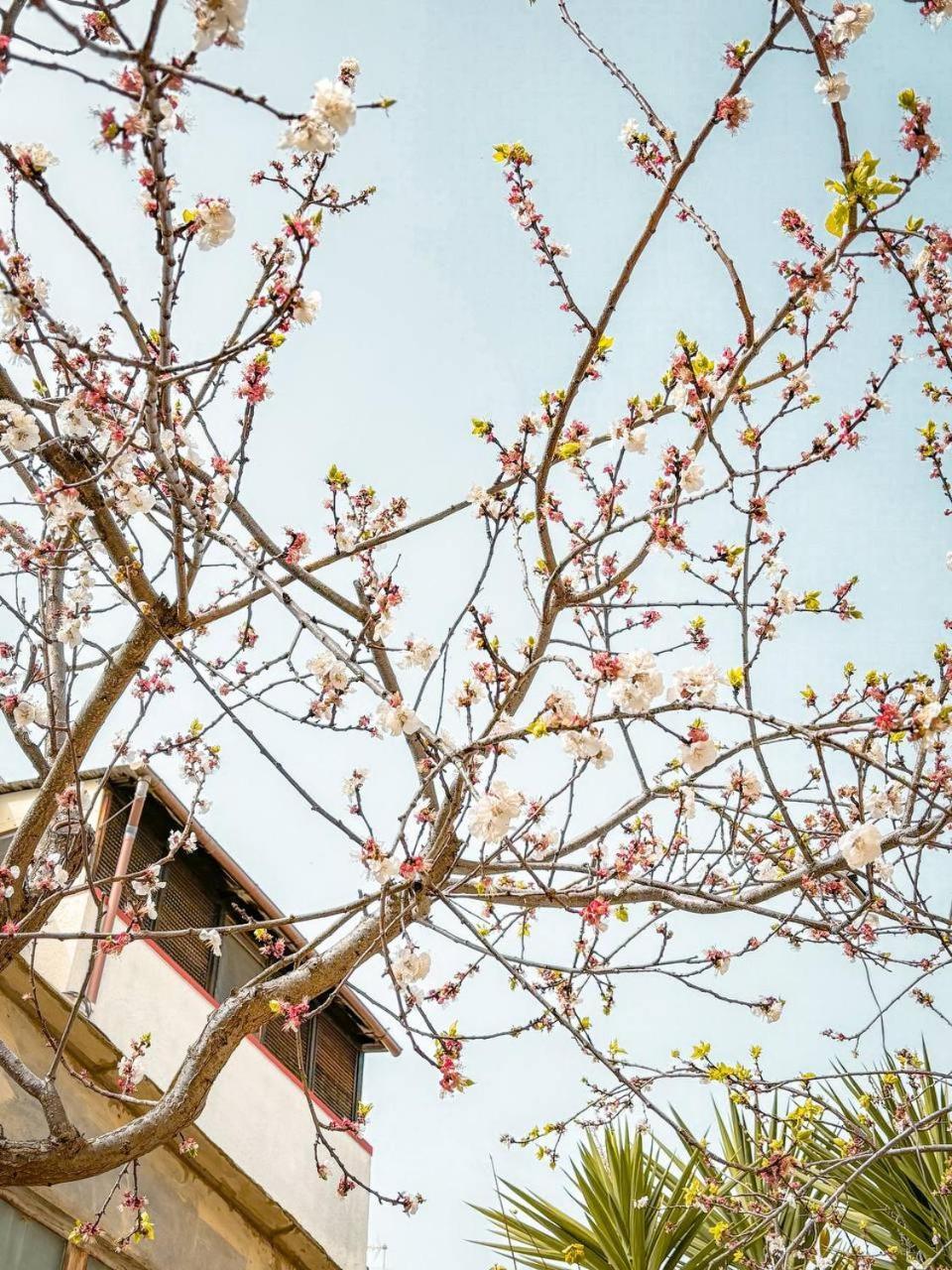 Villa Magnolia Con Giardino Bari Exterior foto